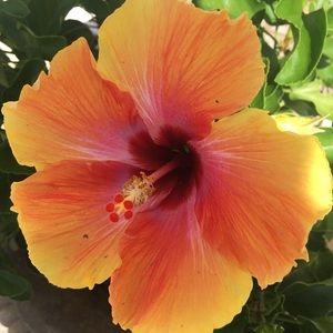 Meet your Posher, Yessica